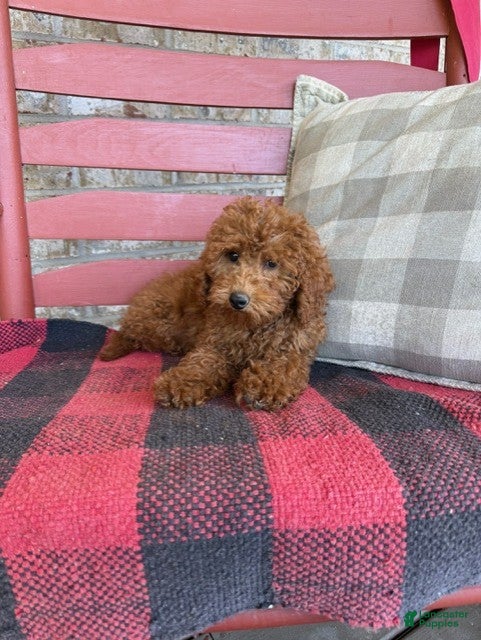 Mixed Breed dogs Marley - Ad 16