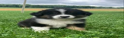 Australian Shepherd dogs for sale: Bear  - Ad 5