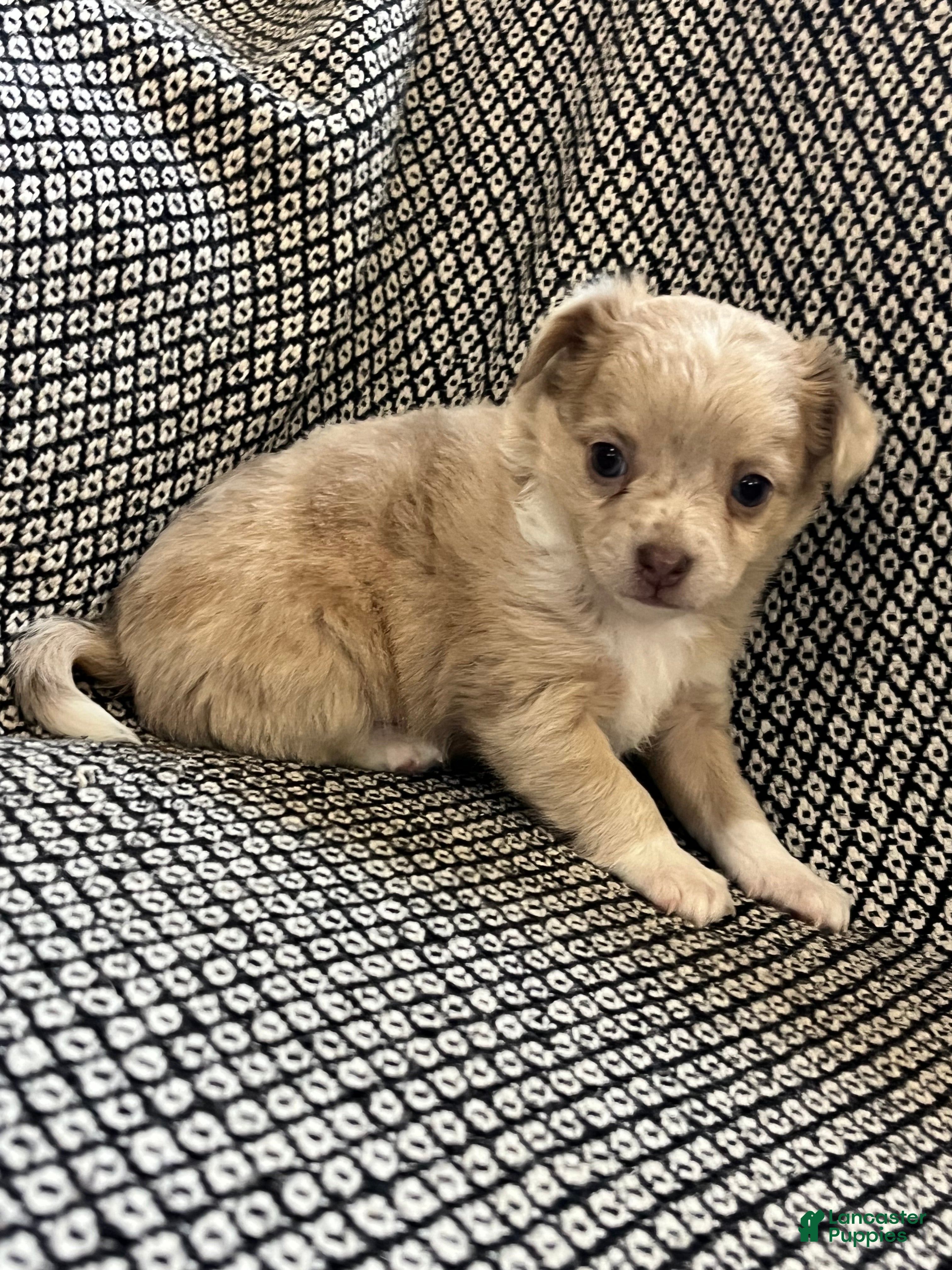 Chihuahua dogs Ashley - Ad 1