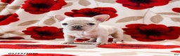 French Bulldog dogs for sale: Buffy - Ad 2
