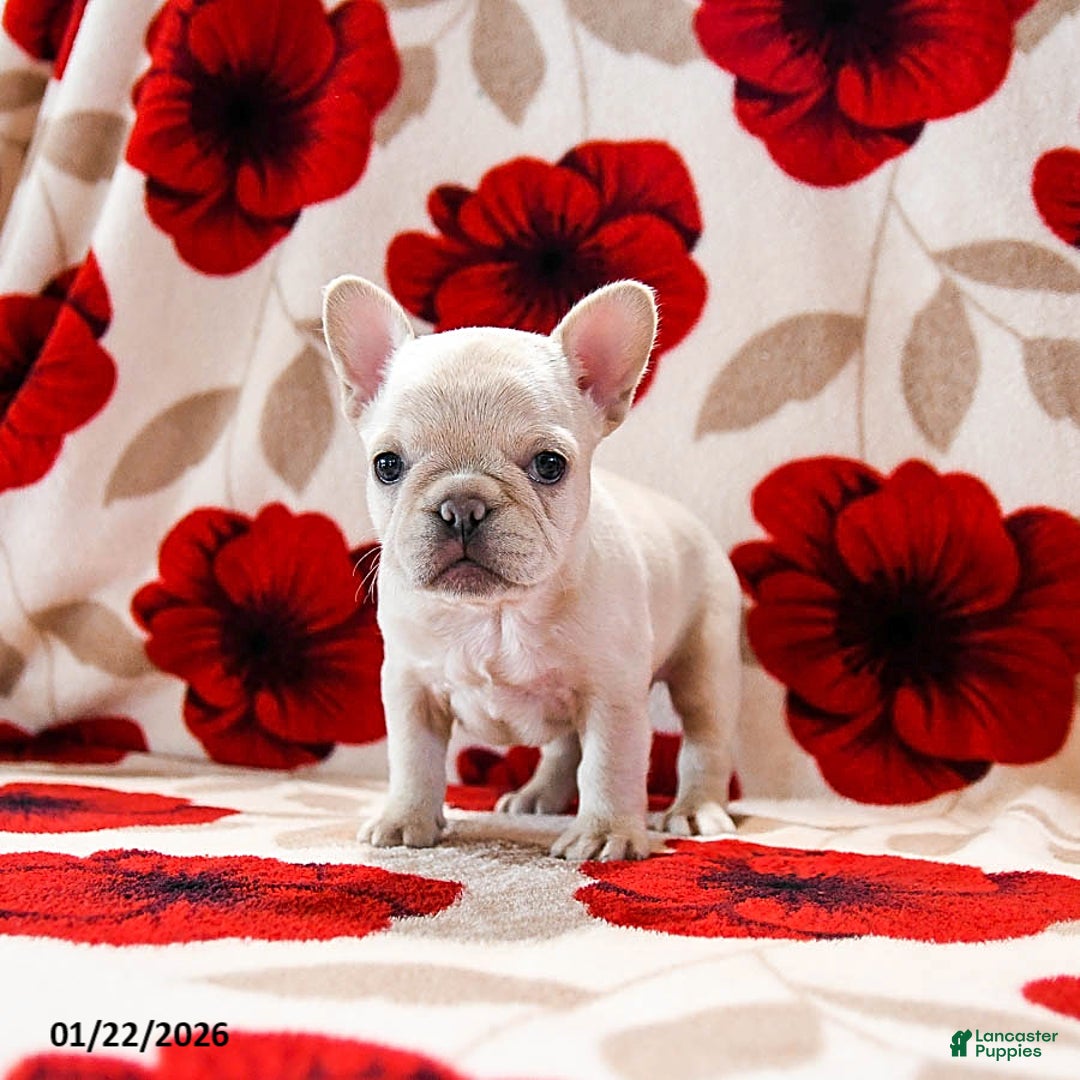 French Bulldog dogs for sale: Buffy - Ad 2