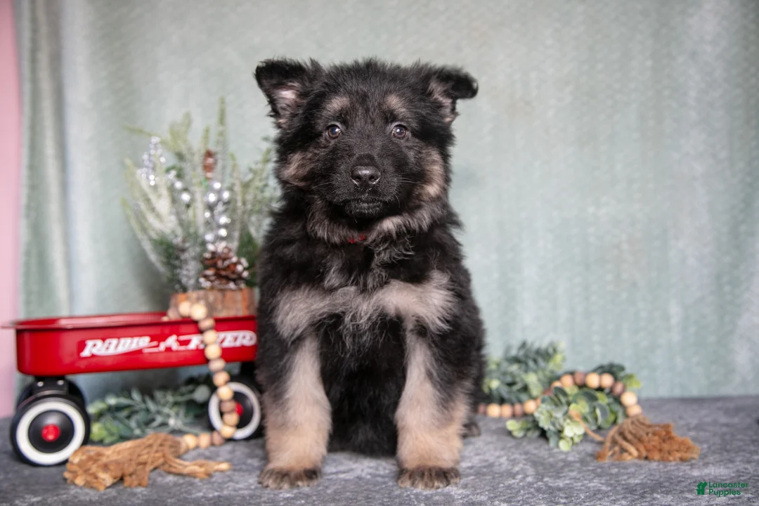 German Shepherd dogs for sale: Lincoln - Ad 1