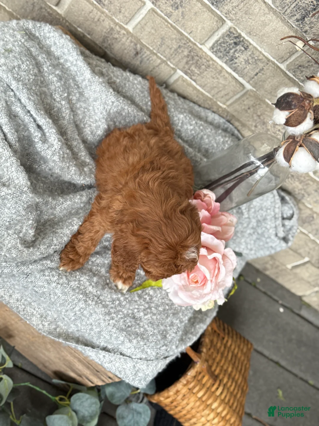 Cavapoo dogs for sale: Kassie - Ad 12