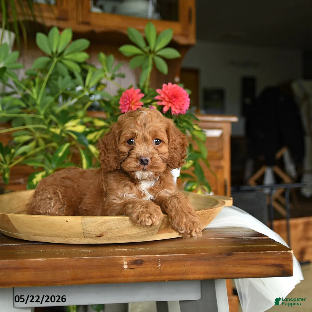 Cockapoo dogs for sale: Waylon - Ad 1