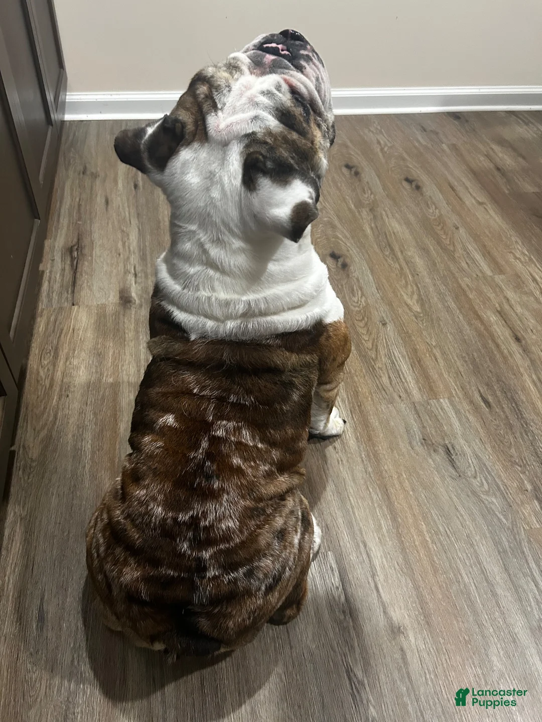 English Bulldog dogs for sale: Debo - Ad 2