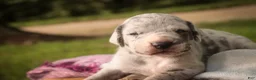 Great Dane dogs for sale: Beulah Great Dane  - Ad 8