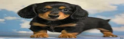Miniature Dachshund dogs for sale: Akc Kinder LH OFA PRA clear Chocolate carrier  - Ad 3