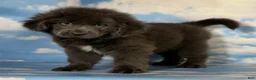 Newfoundland dogs for sale: Phoebe DNA clear OFA Gray - Ad 9