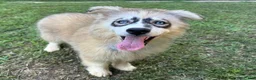 Siberian Husky dogs for sale: REYNA - Ad 20