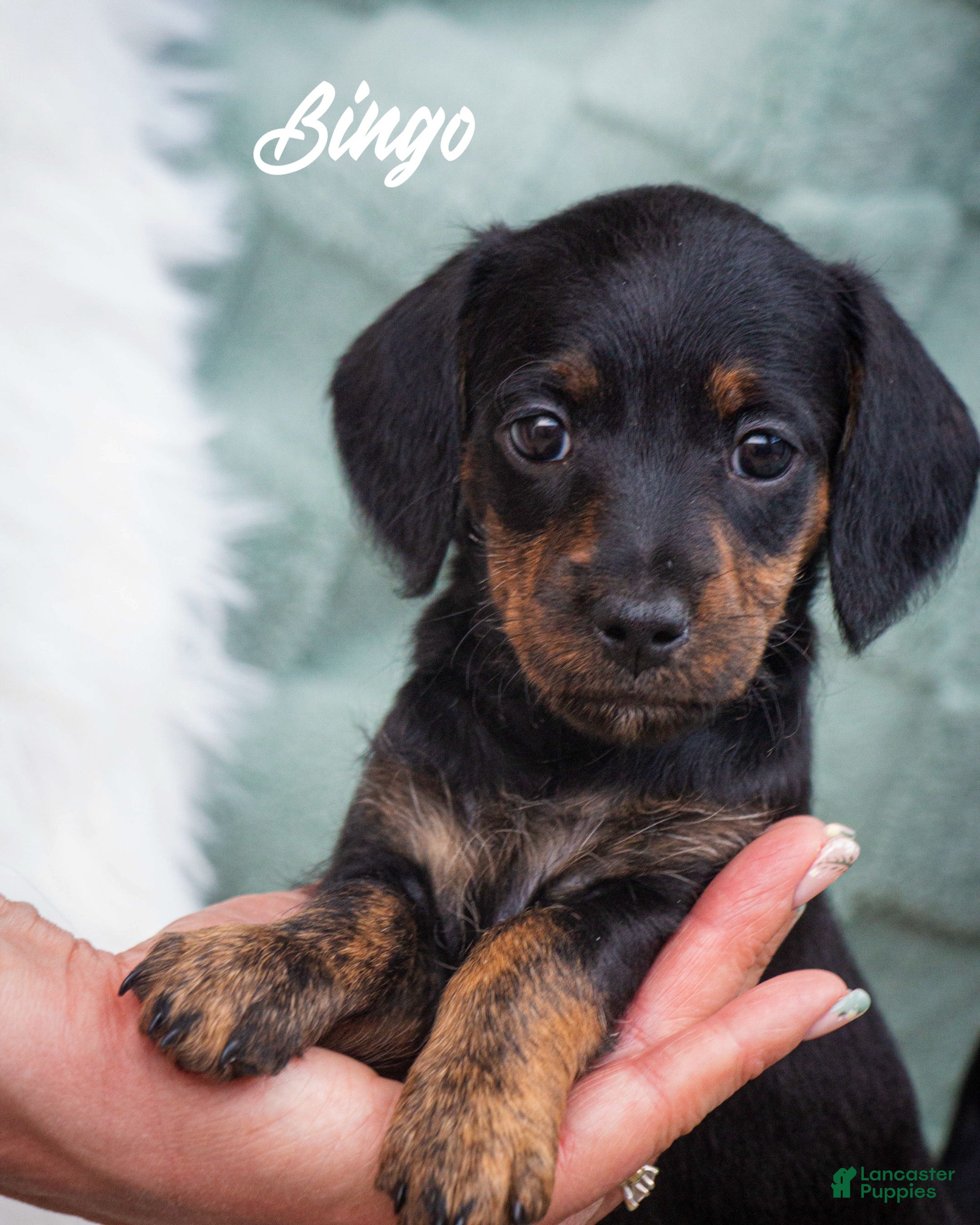 Mini Dachshund Toy Poodle Weenie Dog Mix Doxiepoo Dachshund