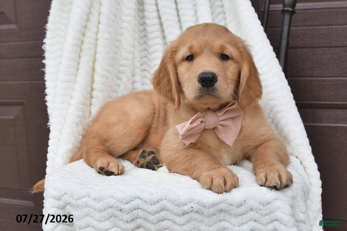 Golden Retriever dogs Crystal - Ad 1