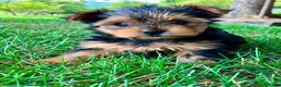 Yorkshire Terrier dogs for sale: Luna - Ad 4