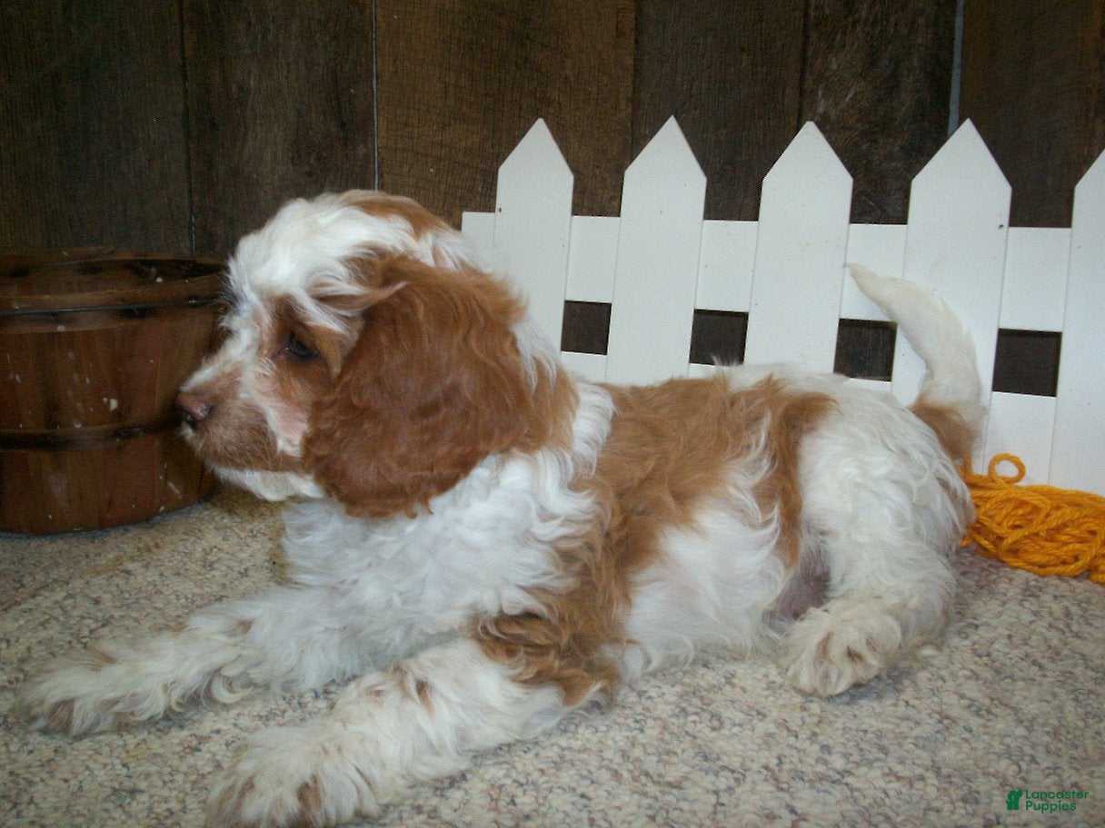 Cavapoo dogs Buzz - Ad 2