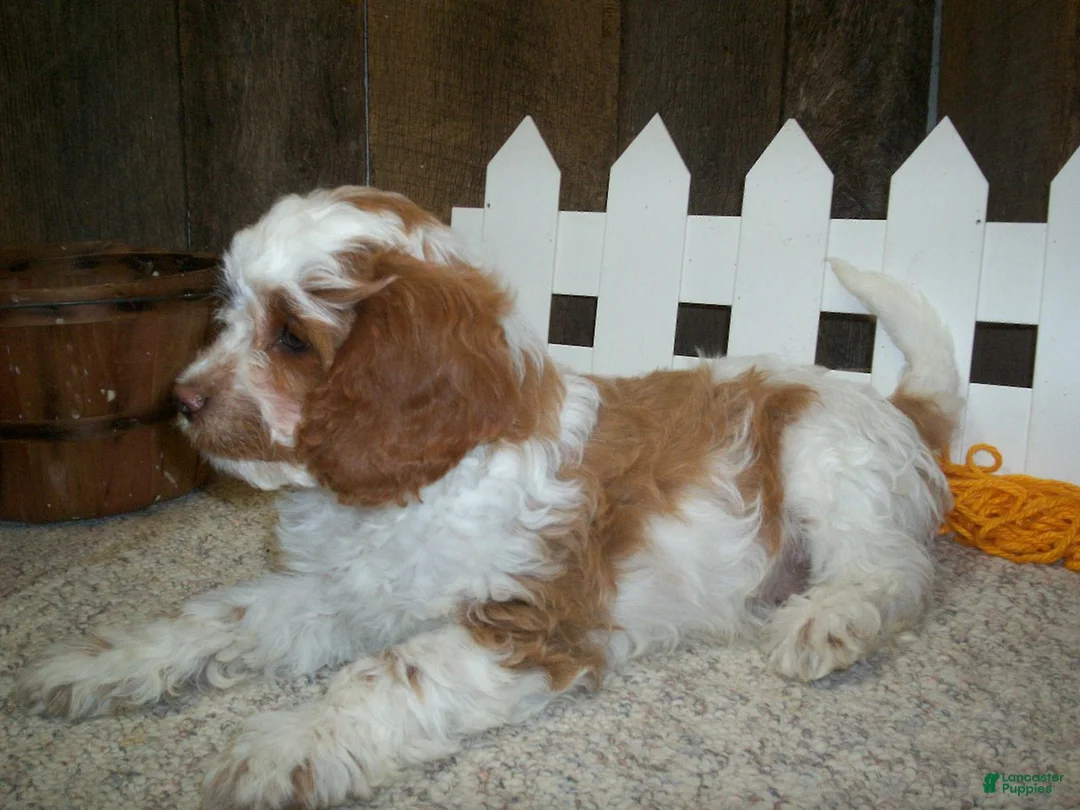 Cavapoo dogs for sale: Buzz - Ad 2