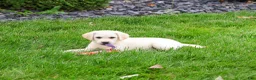 Labrador Retriever dogs for sale: Whitney  - Ad 4