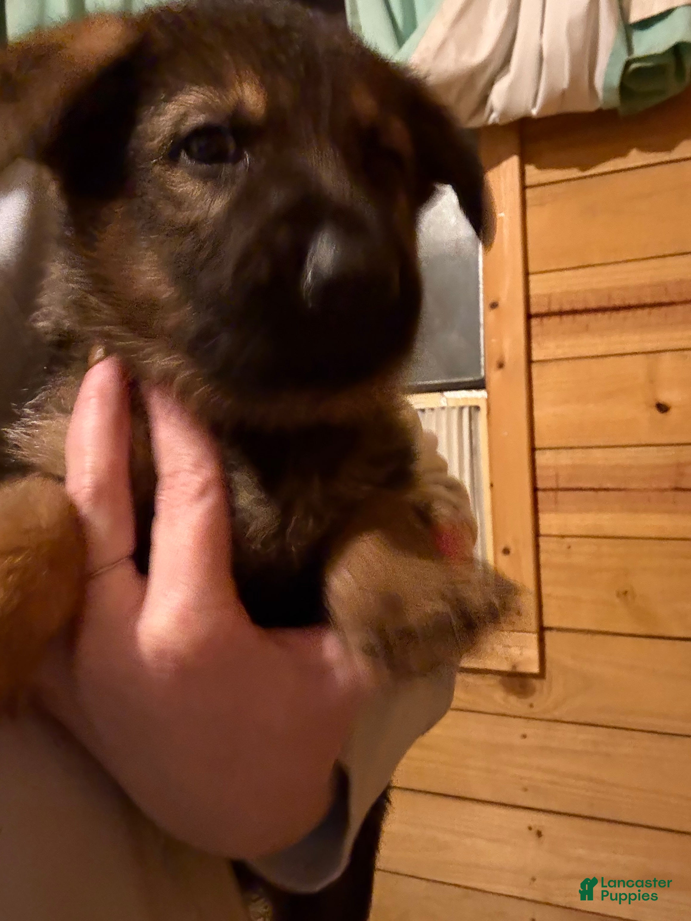 Twix (German Shepherd, Male) in Murphy, NC