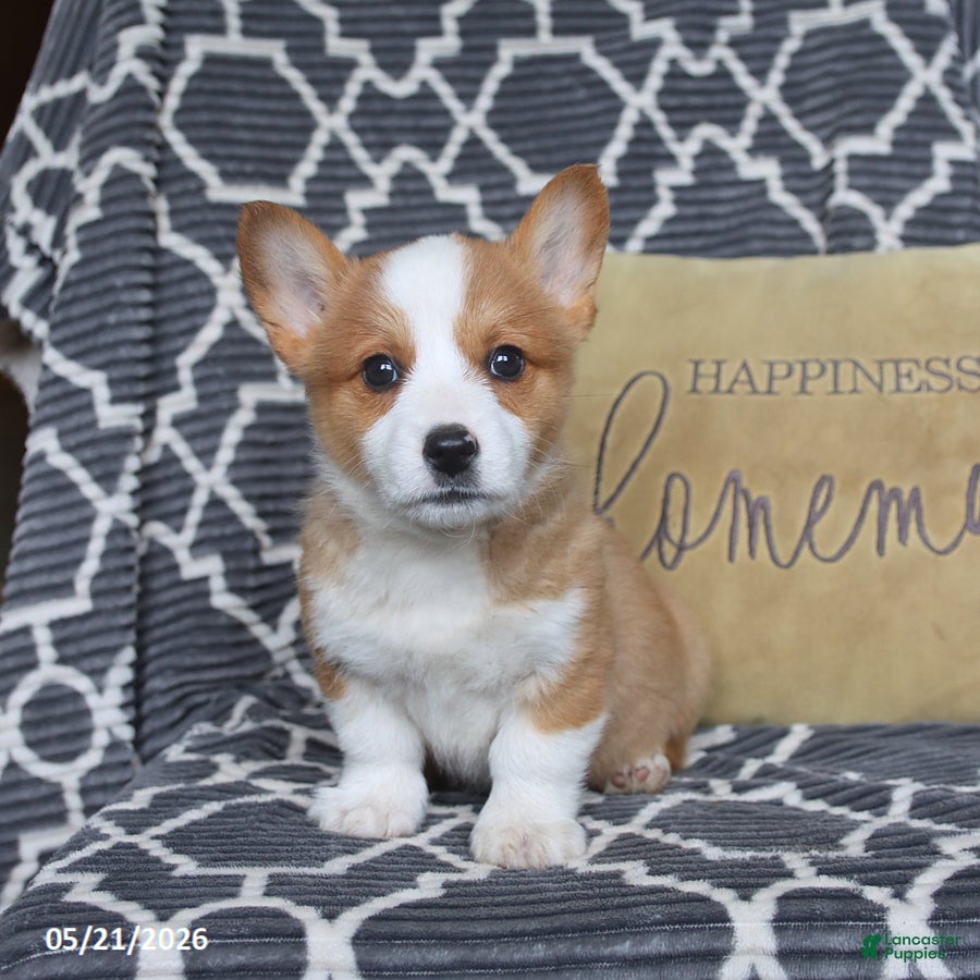 Welsh Corgi Pembroke dogs for sale: Happy - Ad 1