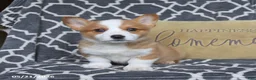 Welsh Corgi Pembroke dogs for sale: Happy - Ad 1
