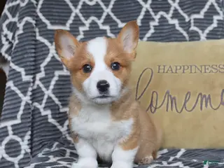 Welsh Corgi Pembroke dogs for sale: Happy - Ad 1