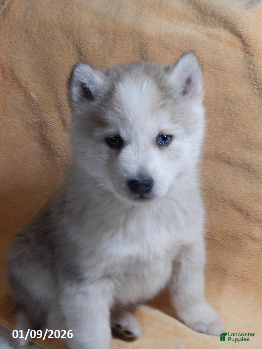 Pomsky dogs Max - Ad 14