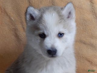 Pomsky dogs Max - Ad 12