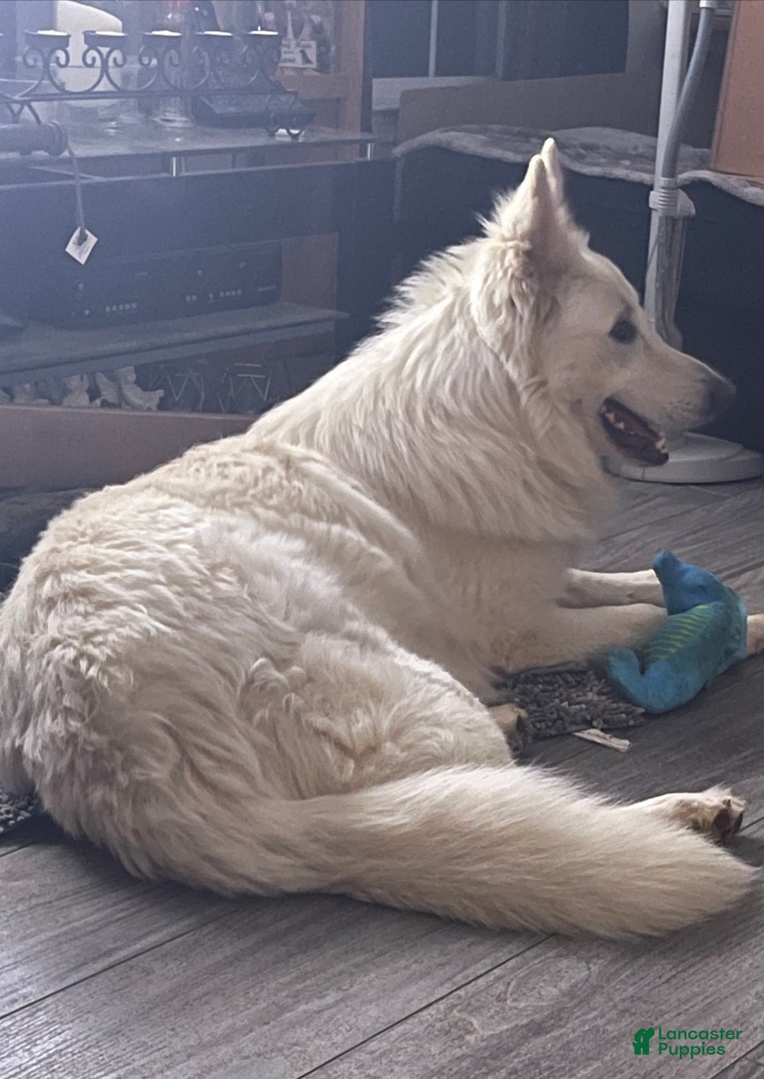 Gallery Image {{count}}