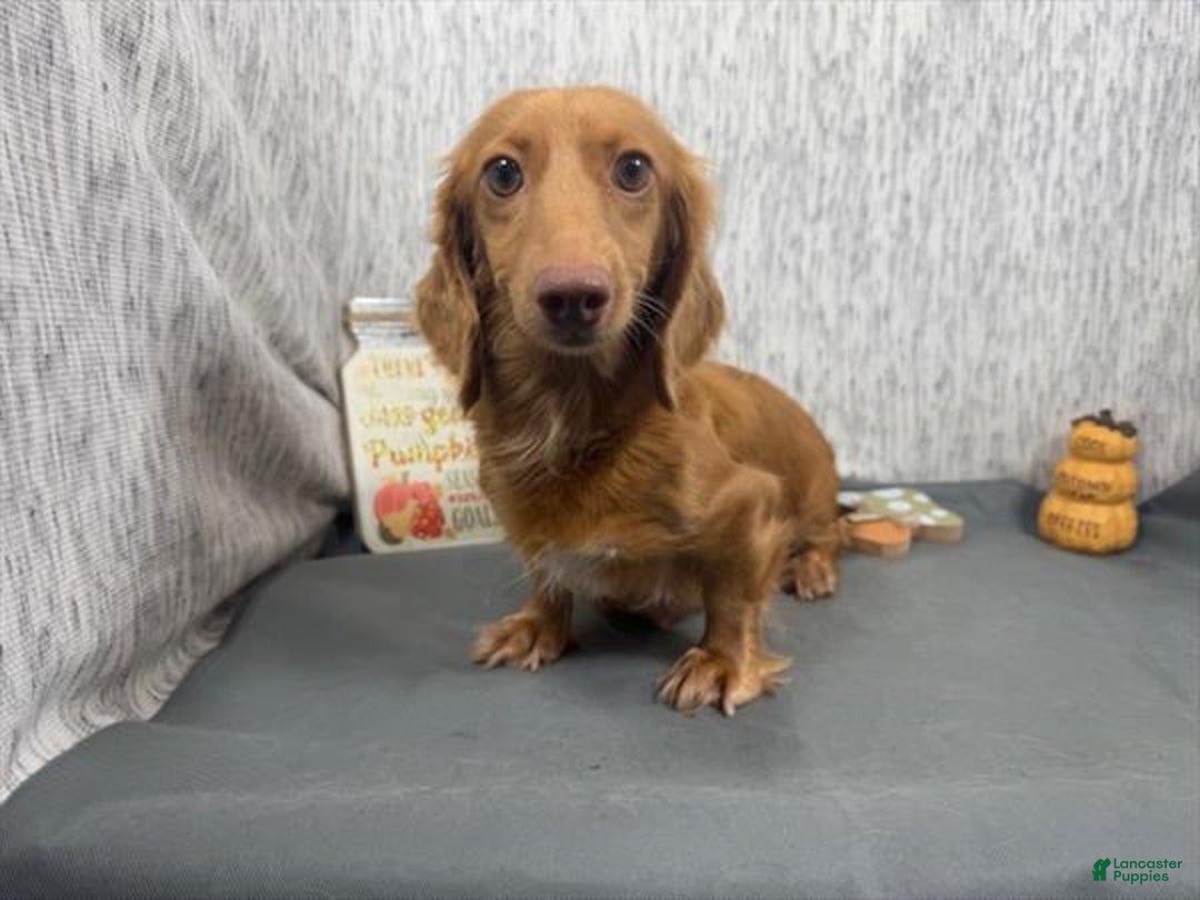 Miniature Dachshund dogs for sale: Miniature Dachshund Puppy 1 - Ad 4