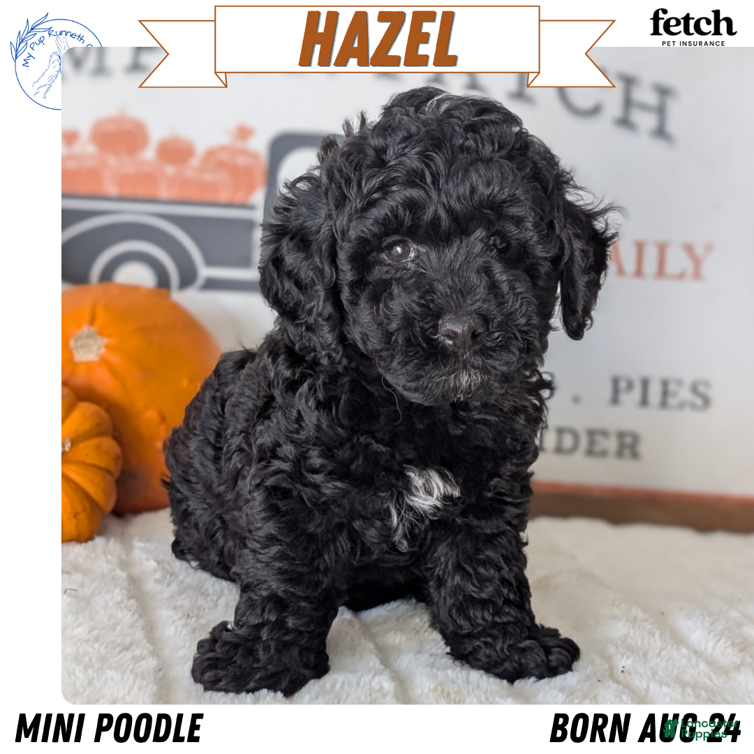 Miniature Poodle dogs Hazel - Ad 1