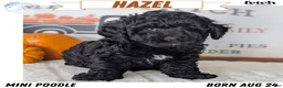 Miniature Poodle dogs for sale: Hazel - Ad 1