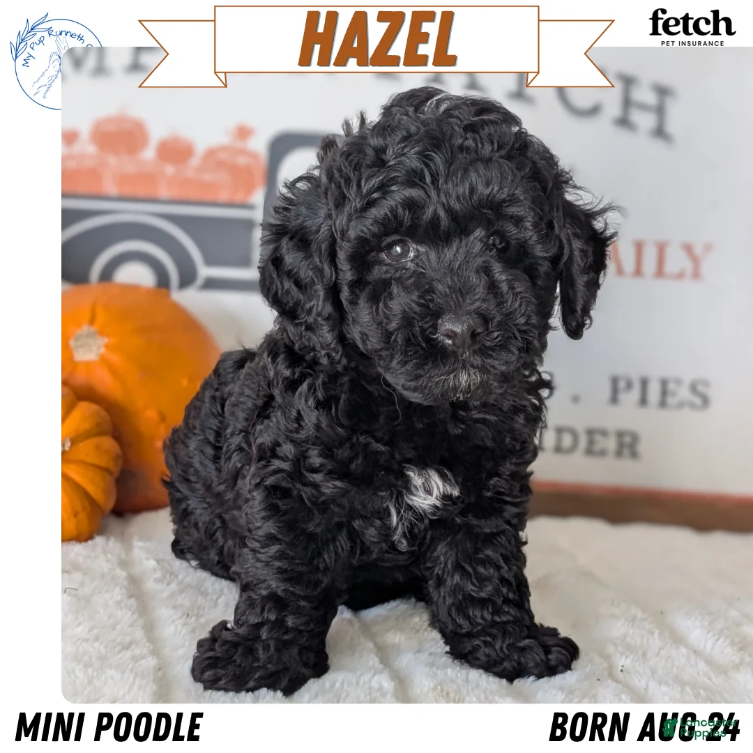 Miniature Poodle dogs for sale: Hazel - Ad 1