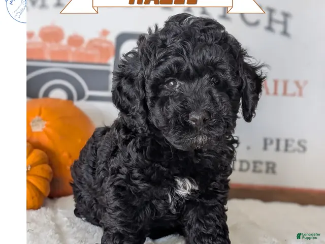Miniature Poodle dogs for sale: Hazel - Ad 1