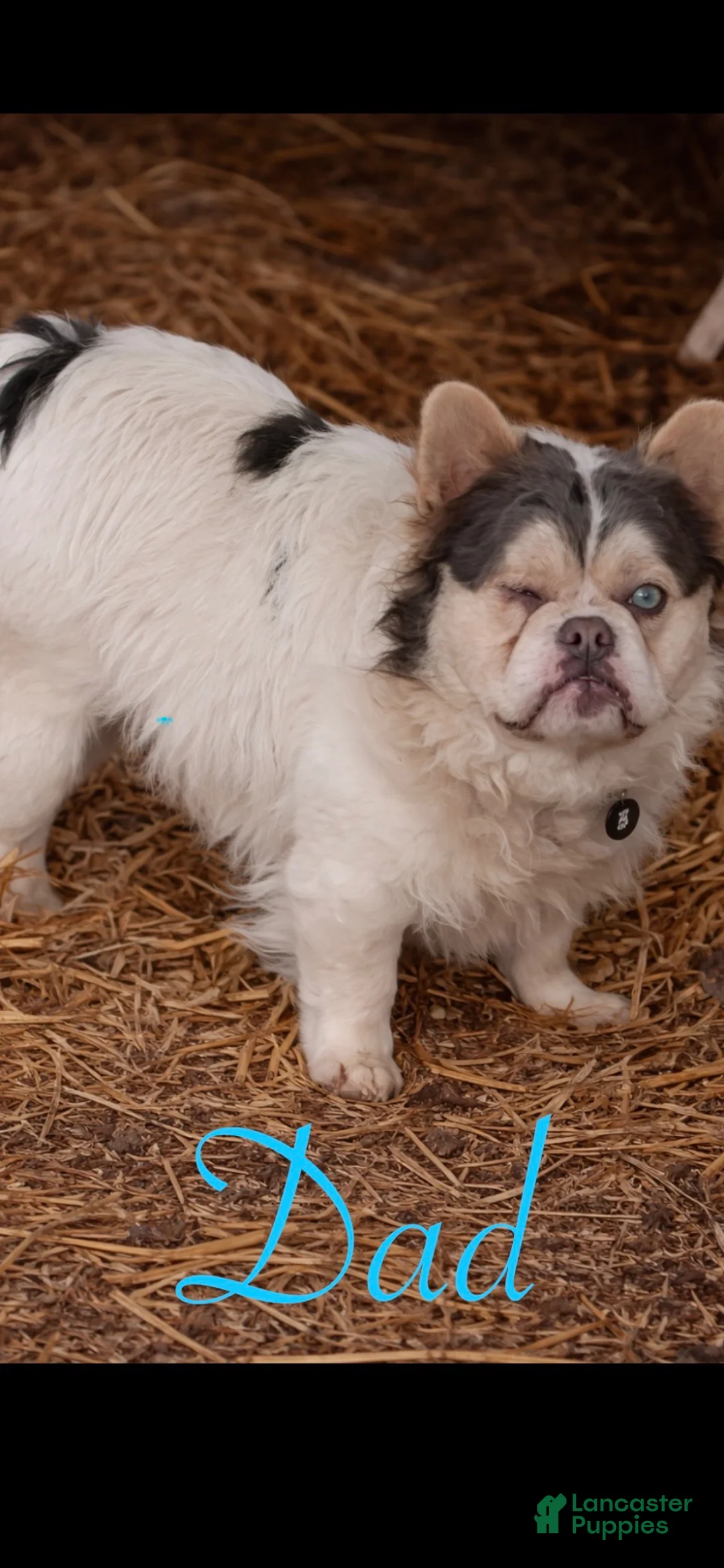 French Bulldog dogs for sale: French Bulldog Puppy 8 (standard fur Merle tri) - Ad 22
