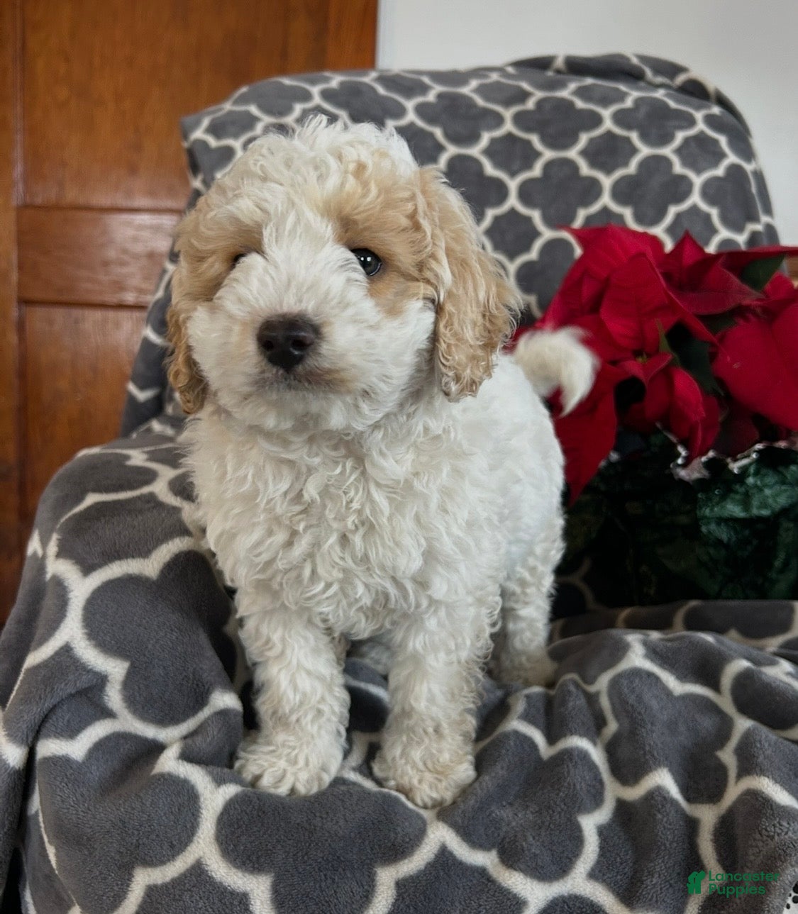 Cockapoo dogs Cooper - Ad 25