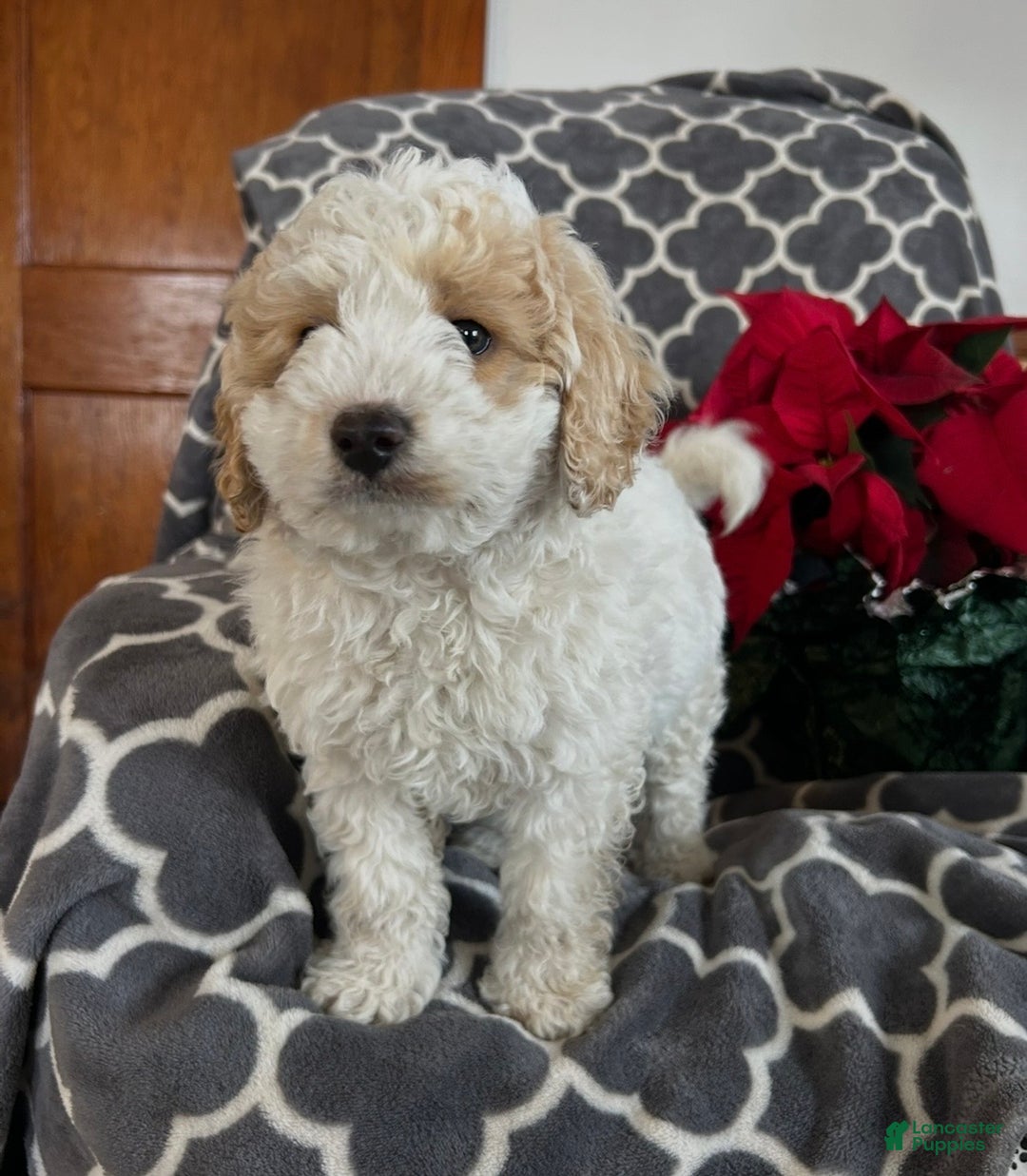 Cockapoo dogs for sale: Cooper - Ad 2