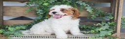 Cavapoo dogs for sale: Daisy - Ad 3