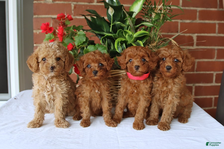 Toy Poodle dogs Tessa   - Ad 2