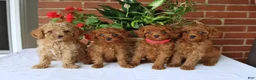 Toy Poodle dogs for sale: Tessa   - Ad 2