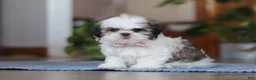 Shih Tzu dogs for sale: Myra - Ad 3