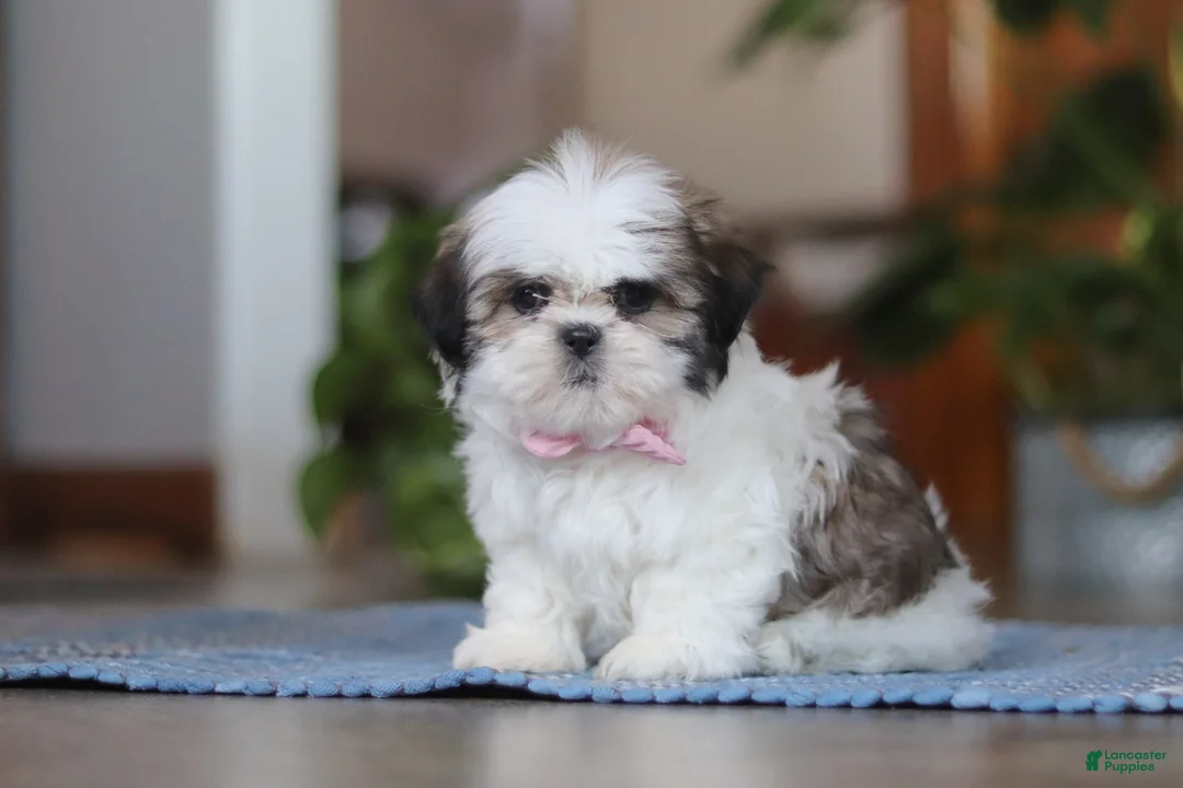 Shih Tzu dogs for sale: Myra - Ad 3