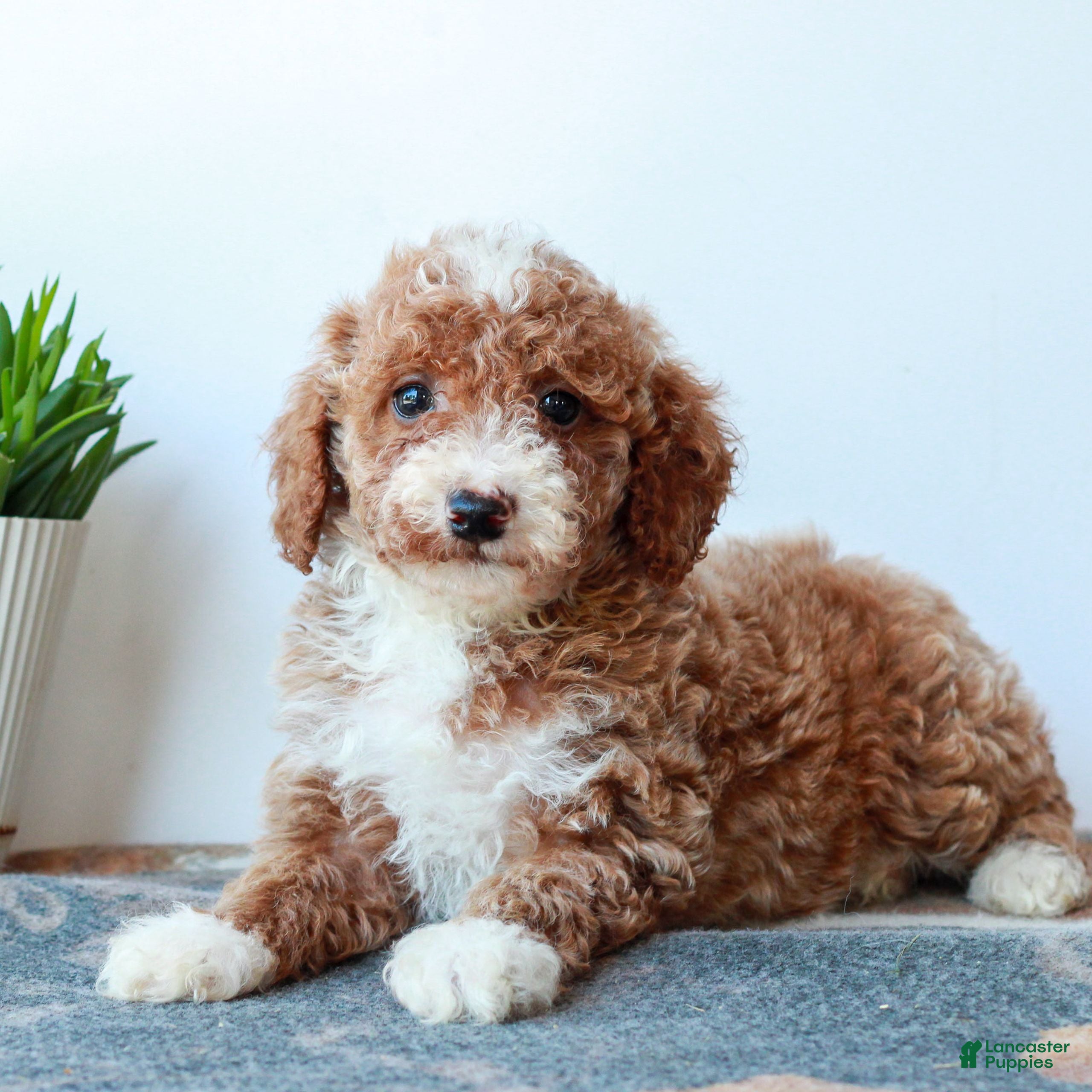 Miniature Poodle dogs Carter  - Ad 1