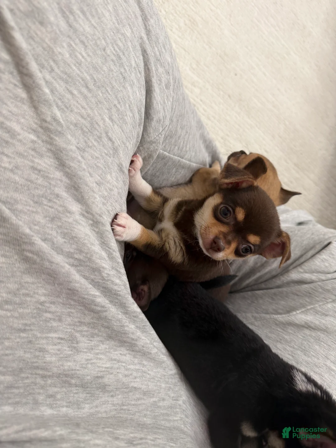 Chihuahua dogs for sale: Maya  - Ad 2