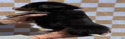 Bernese Mountain Dog dogs for sale: Mr Black - Ad 4