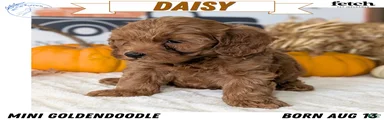 Daisy
