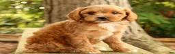 Cavapoo dogs for sale: Susie - Ad 5