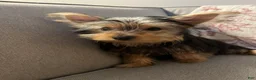 Yorkshire Terrier dogs for sale: Yorkshire Terrier 1 - Ad 5