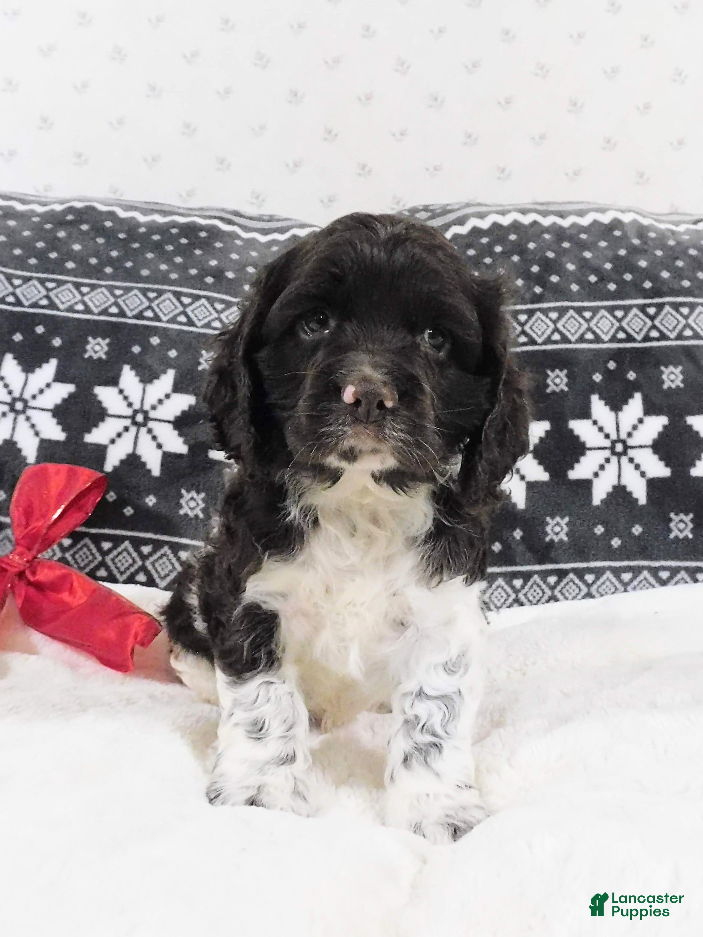 Cocker Spaniel dogs Coffee - Ad 41