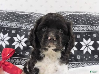 Cocker Spaniel dogs Coffee - Ad 28