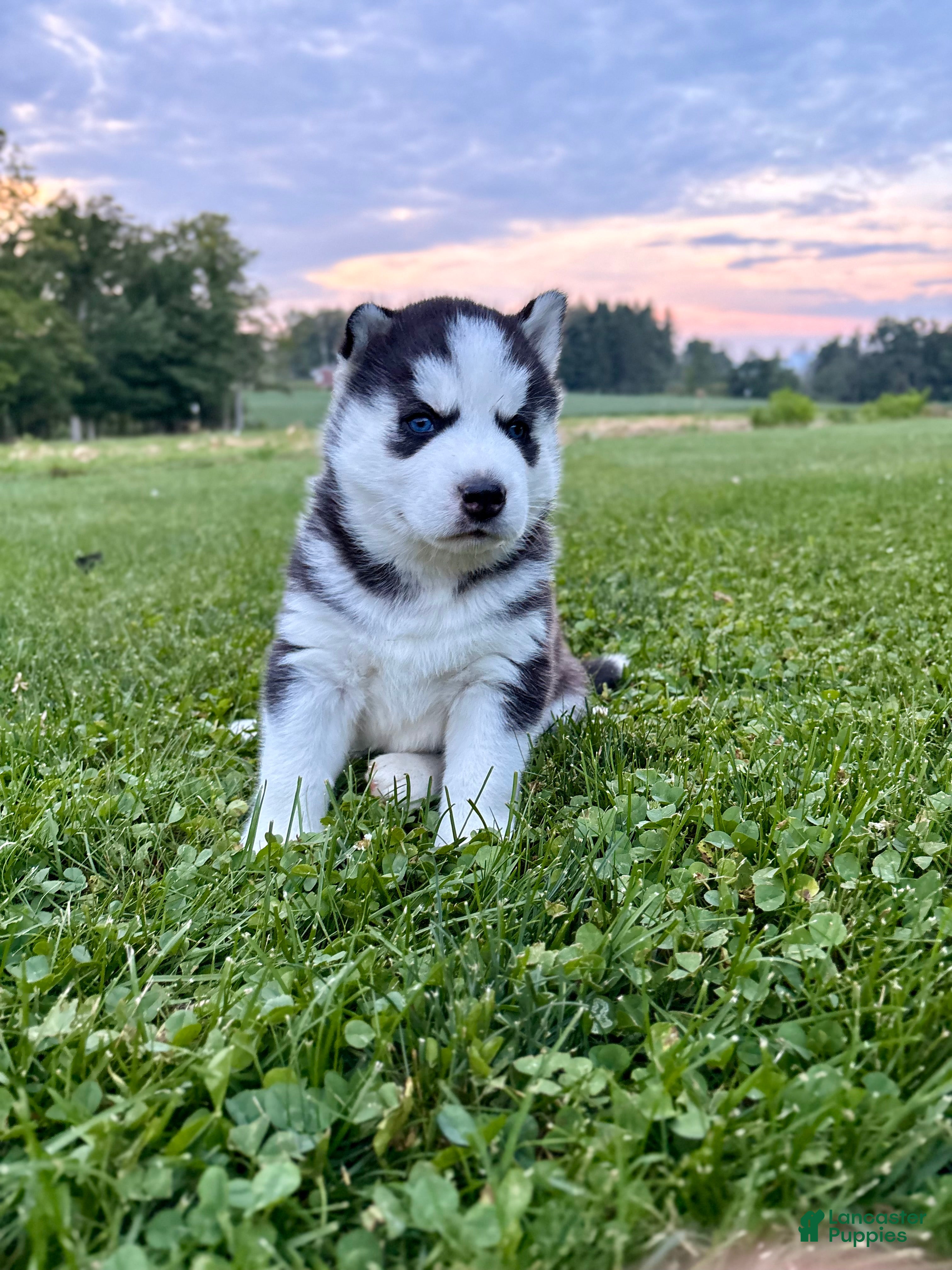 Siberian Husky dogs Billy - Ad 1