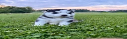 Siberian Husky dogs for sale: Billy - Ad 1