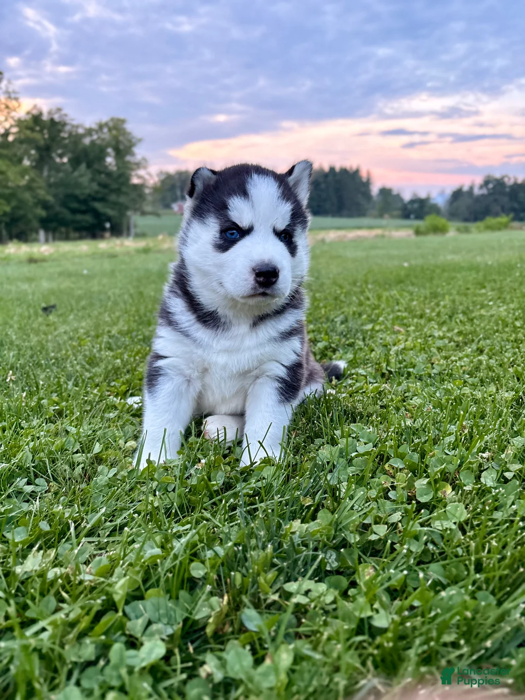 Siberian Husky dogs for sale: Billy - Ad 1